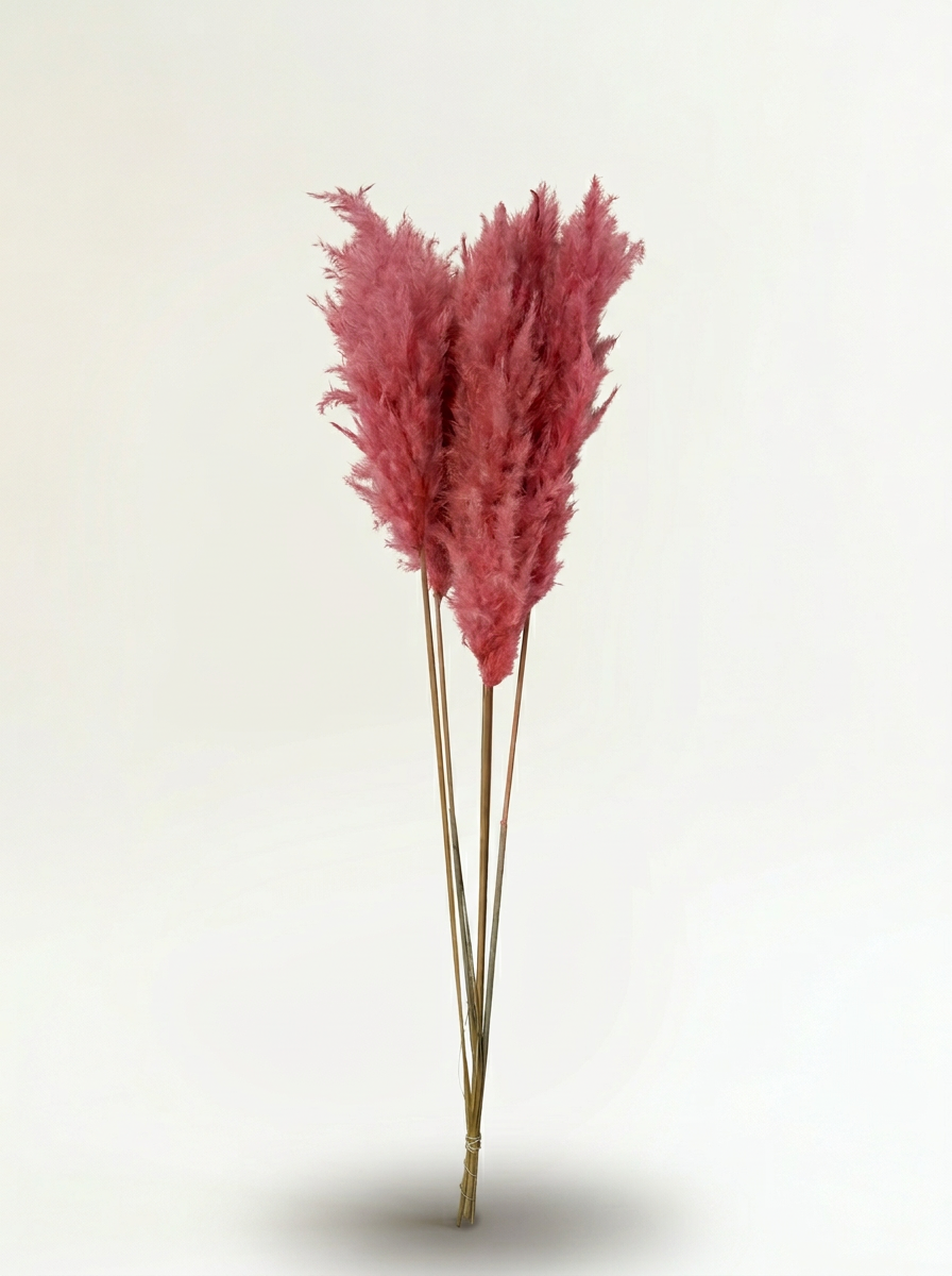 Pampashein – roosa