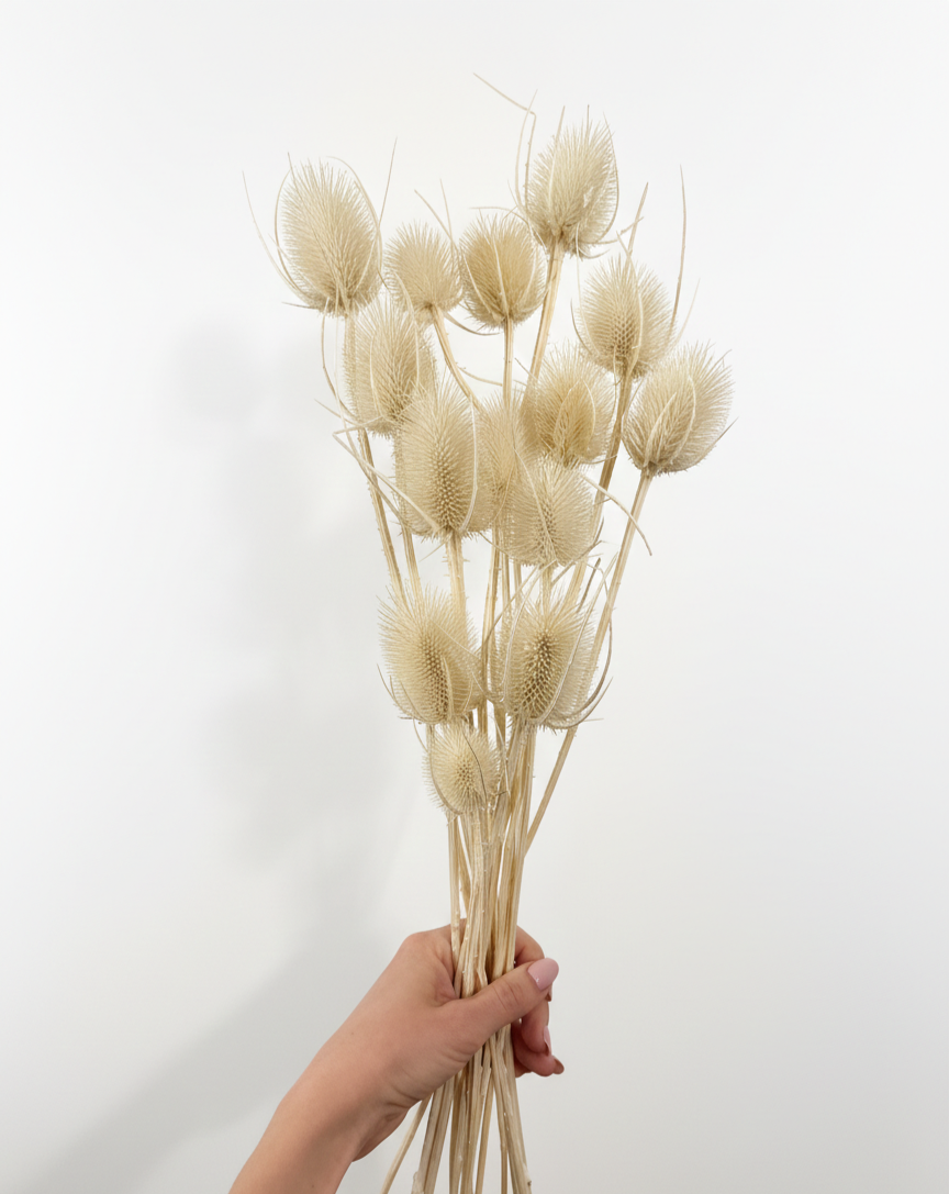 Uniohakas (Cardi Distle) - värvitud valge