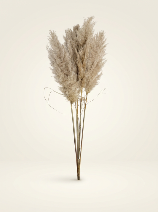 Pampashein – naturaalne beež