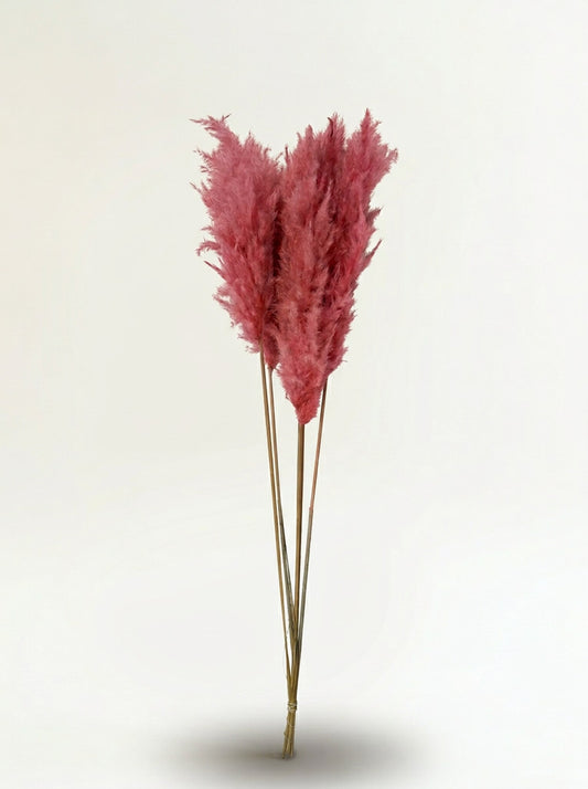 Pampashein roosa